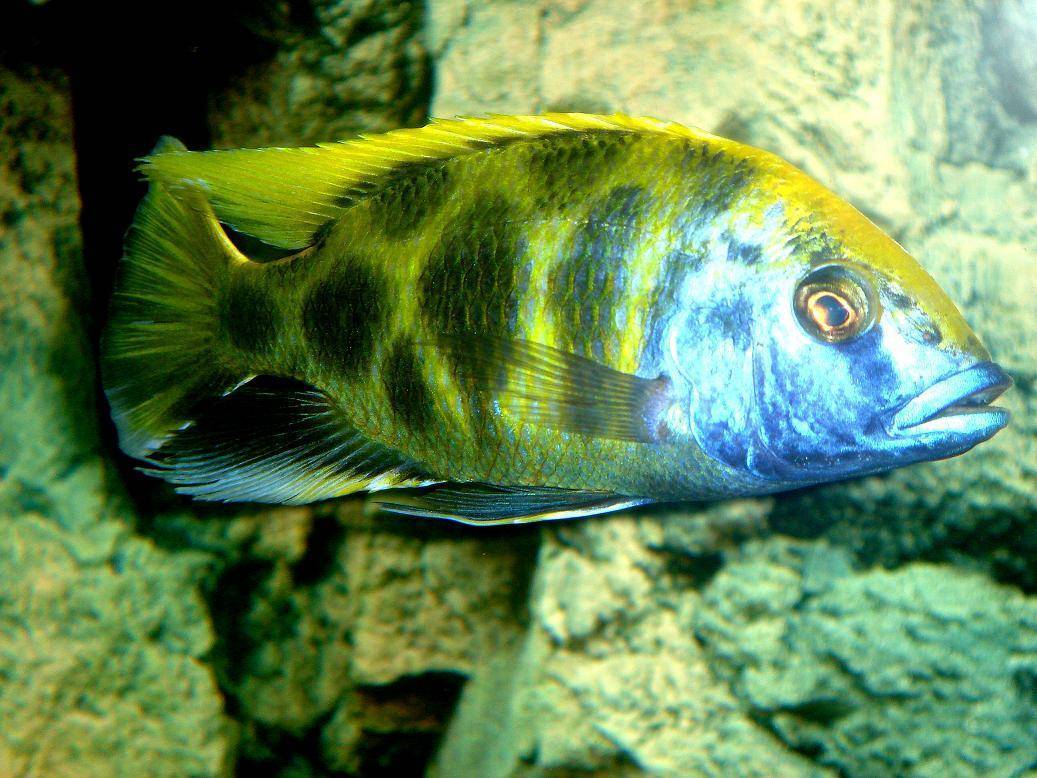 Золотая рыбка - 65 фото самой популярной обитательницы аквариума