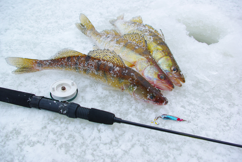Зимняя ловля щуки: выбор удочки, приманок и места для рыбалки