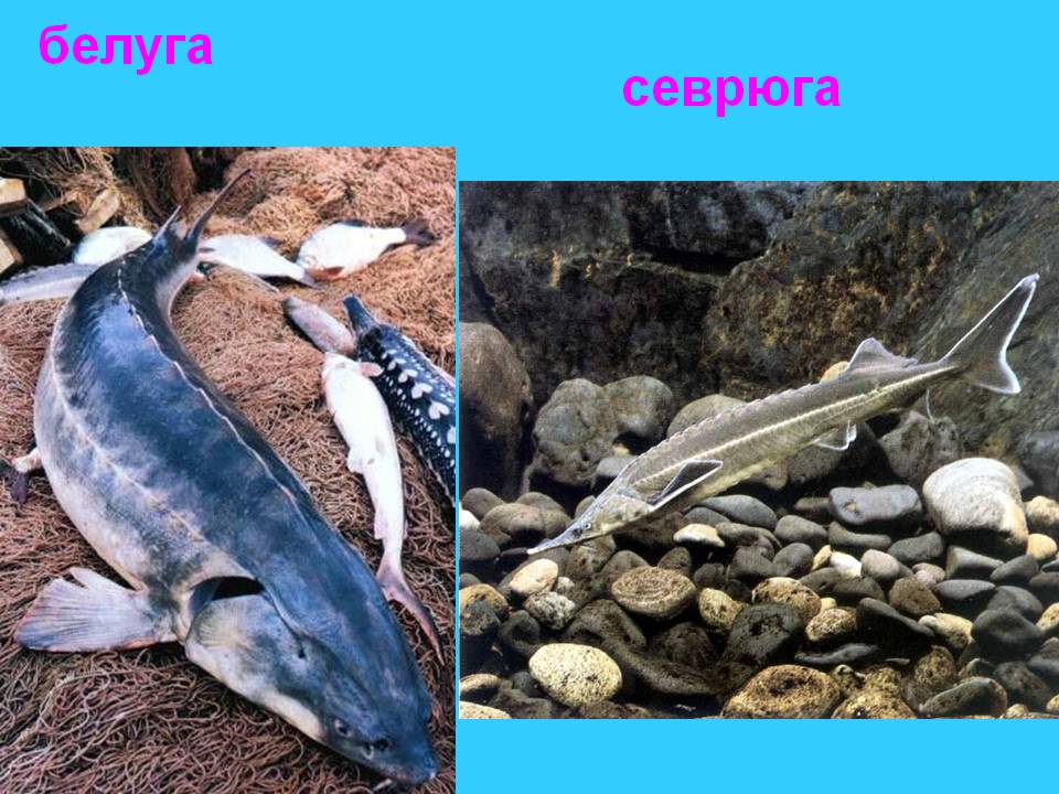 Рыба белуга: основные характеристики, как выглядит и где водится в россии; самая большая пойманная особь