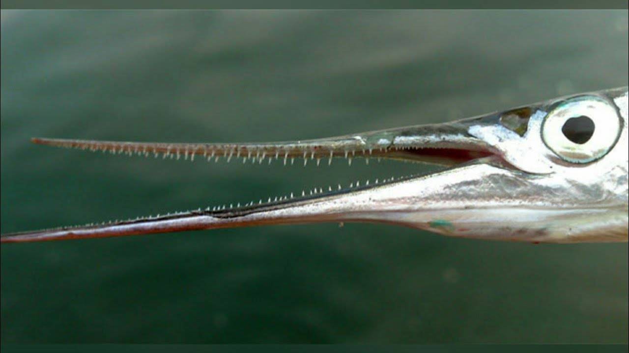 Рыба с зелеными костями: можно ли ее есть? сарган – монстр мировых морей