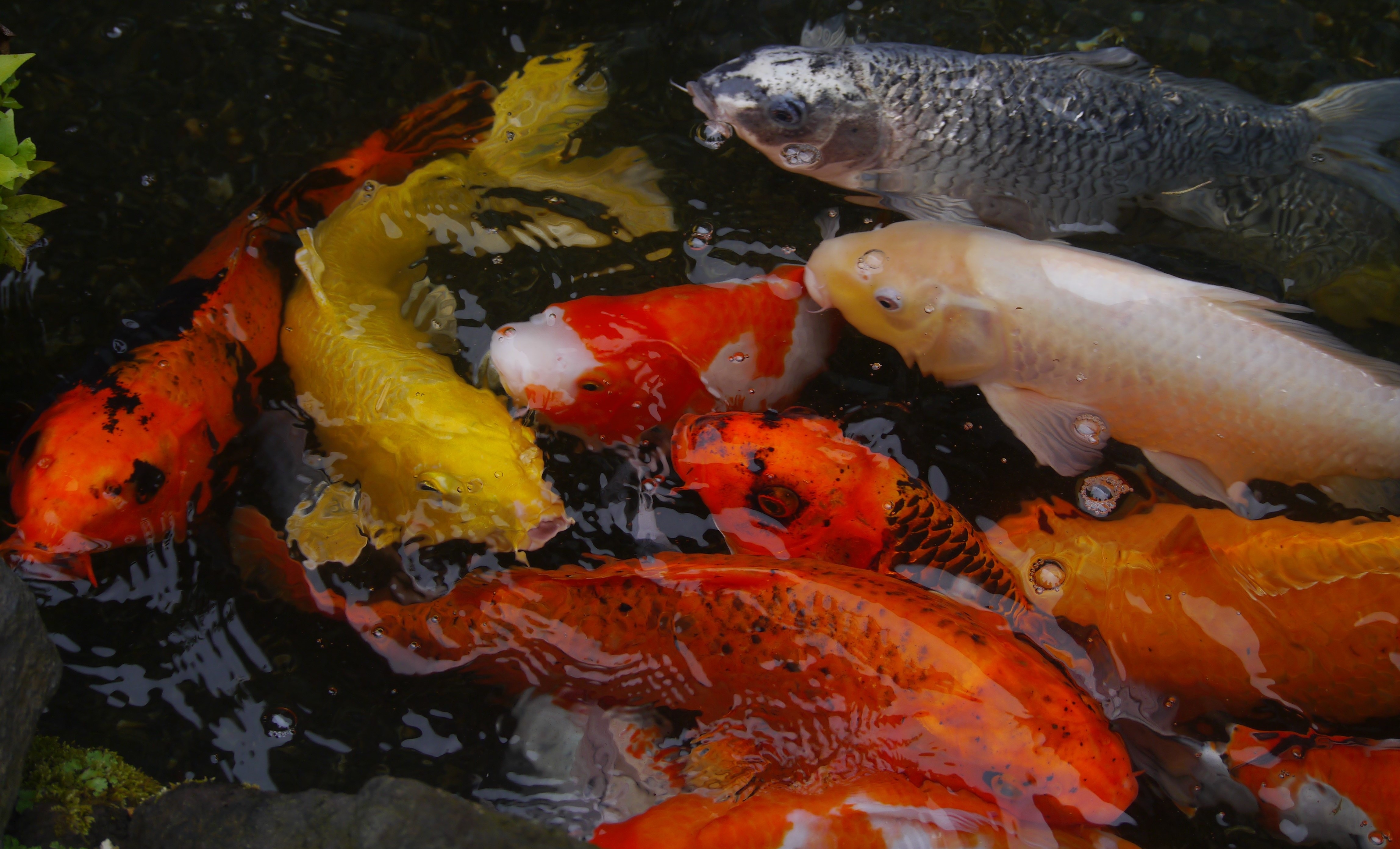 Карп кои: описание и содержание рыбки в домашних условиях