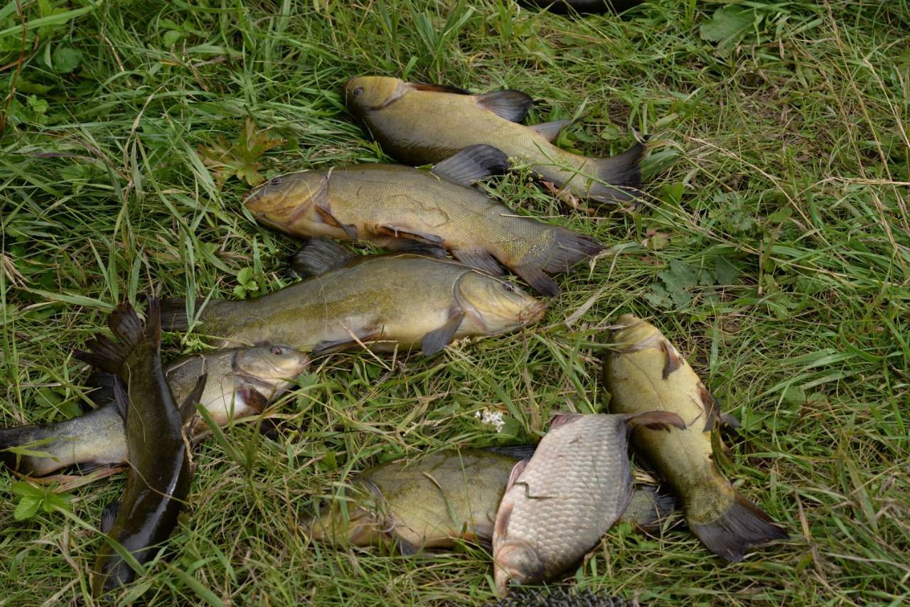 Рыбалка на озере сенеж — особенности, какая рыба водится, ловля в рыбном хозяйстве