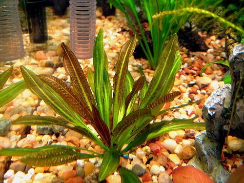 Амазонка (echinodorus amazonicus), содержание и размножение растения в аквариуме