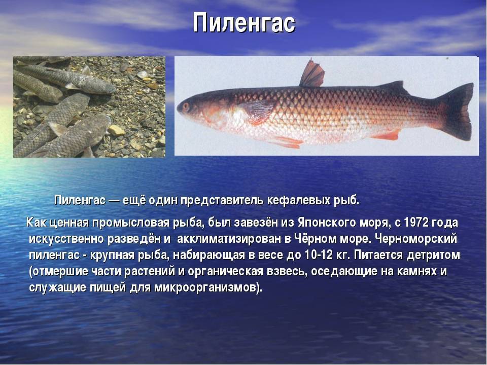Веслонос фото и описание – каталог рыб, смотреть онлайн