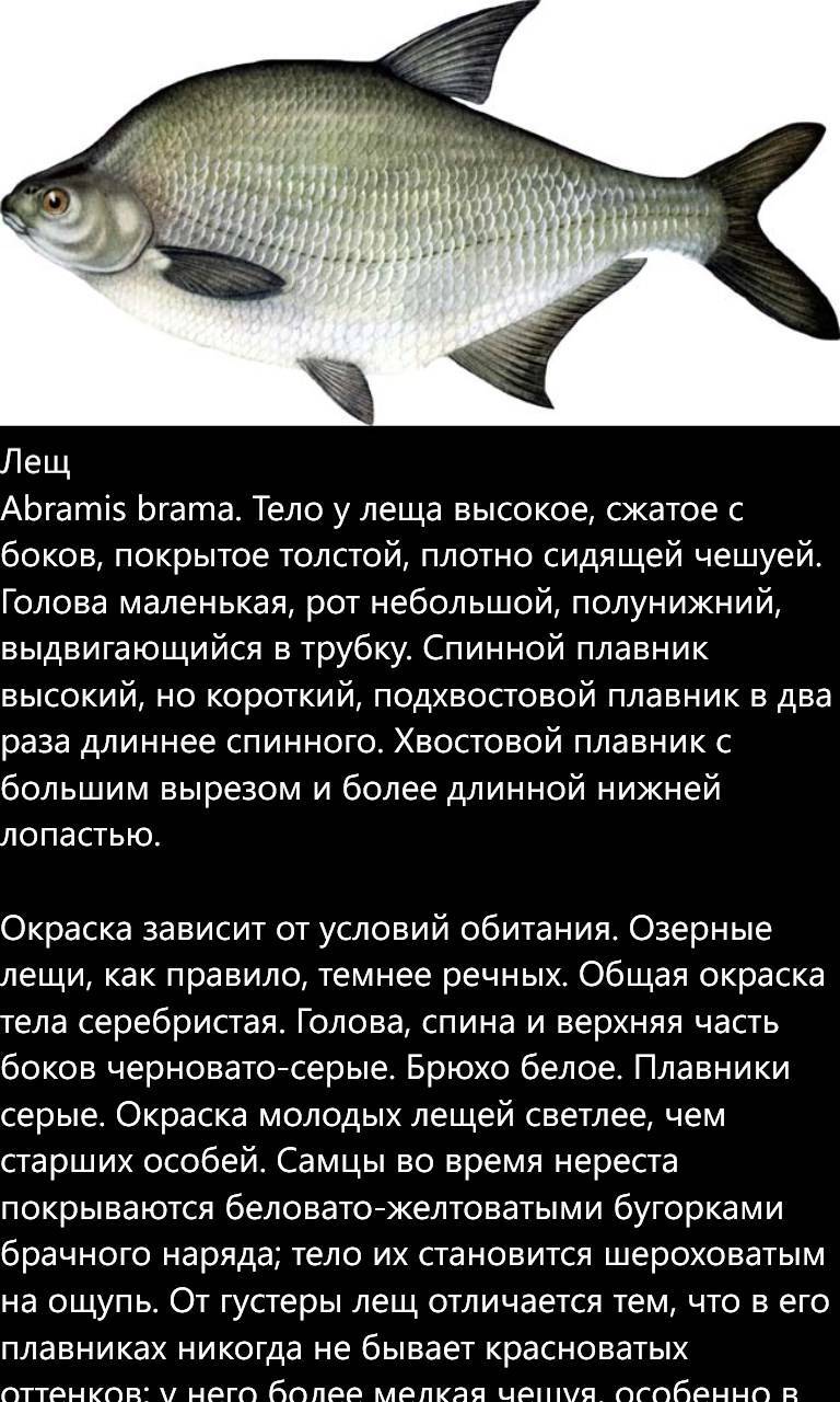 Рыба лещ