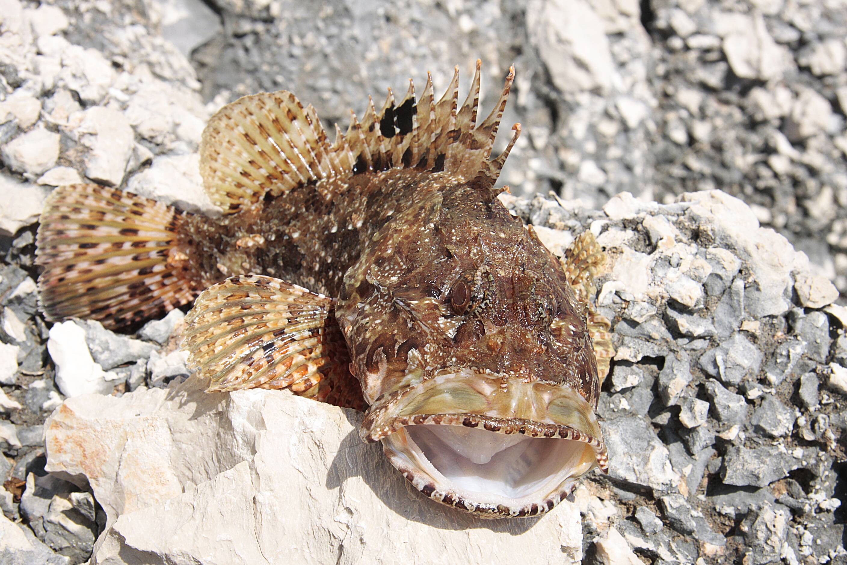 Черноморская скорпена – красивая и опасная