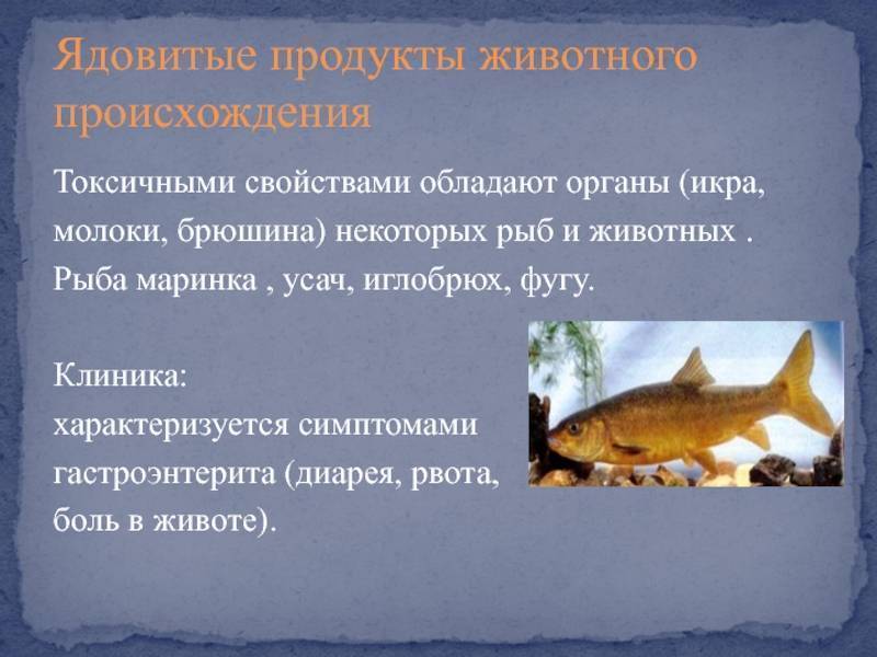 Что такое рыба усач: поведение в природе и кулинарная ценность