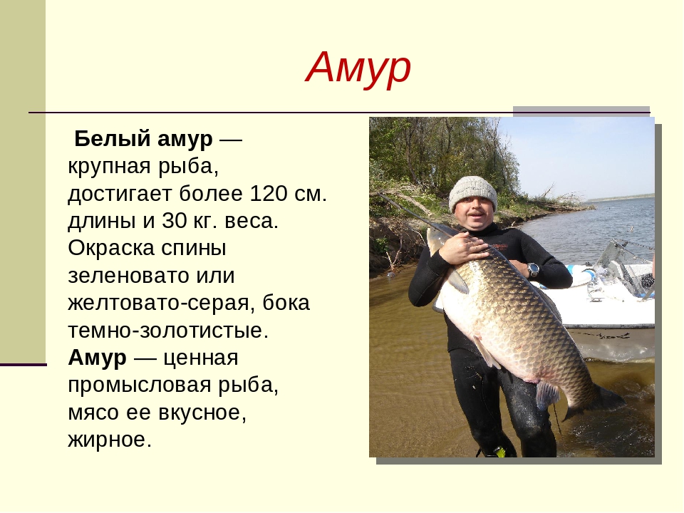 Белый амур - 44 рецепта: рыба | foodini