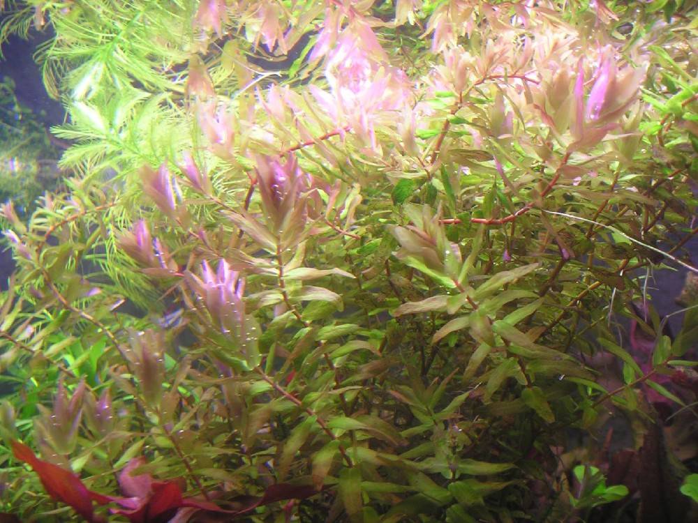 Ротала макрандра (rotala macrandra) в домашнем аквариуме