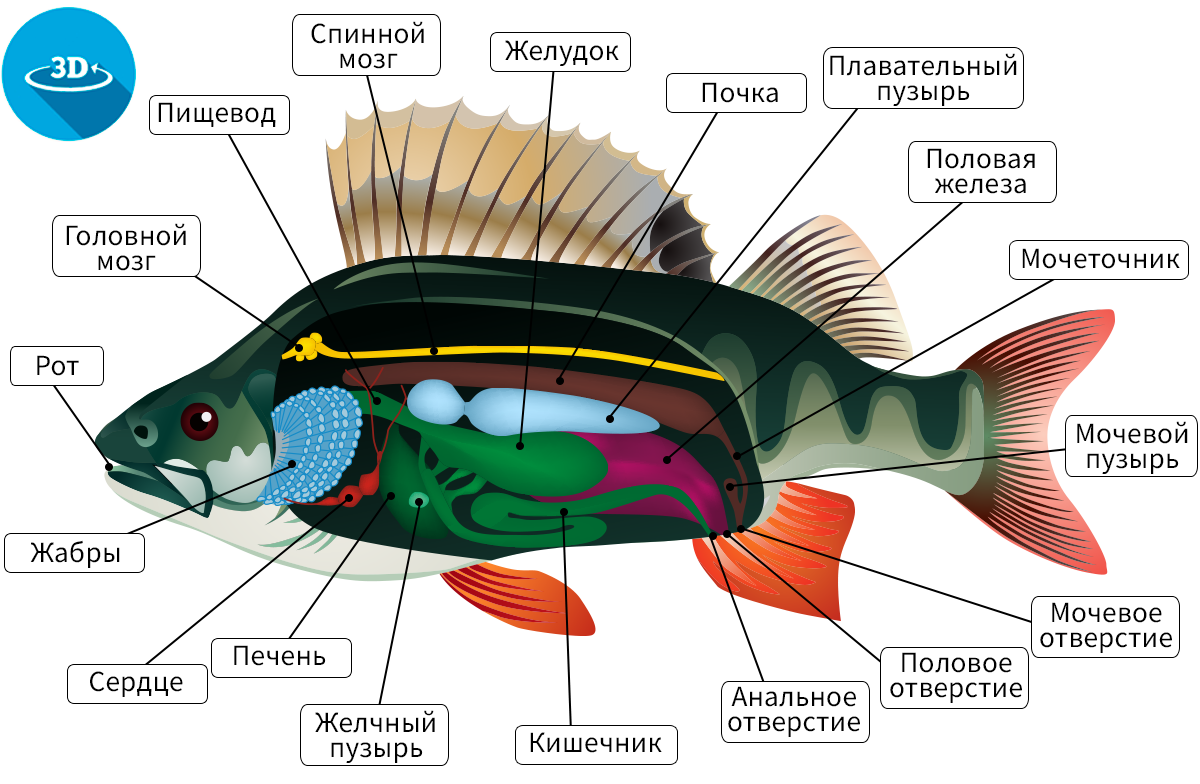 Какие системы органов у рыб. Внутреннее строение окуня окуня. Внутреннее строение рыбы рисунок биология. Речной окунь строение. Внутреннее и внешнее строение речного окуня 7 класс.