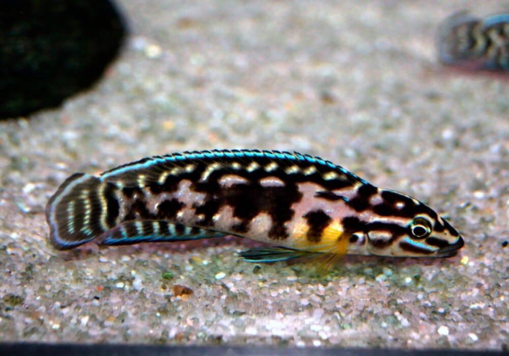Юлидохромис: виды, содержание, кормление и размножение аквариумной рыбки