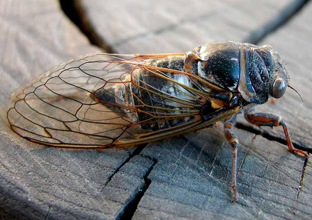 Цикада (фото): искусно поющее насекомое - kot-pes