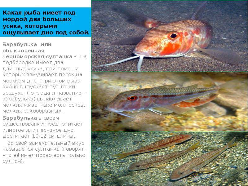 Рыба «Барабуля» фото и описание