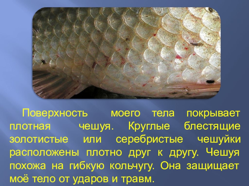 Особенности чешуи рыбы. Чешуя рыбы. Чешуйка рыбы. Рыба покрыта чешуей. Расположена чешуя на теле рыбы.