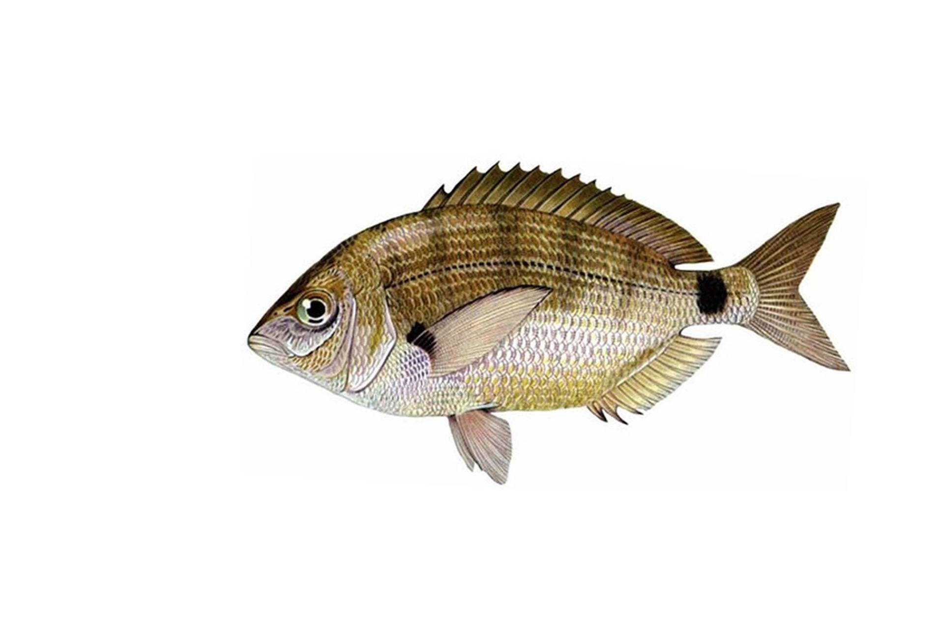 Рыба «Морской карась-ласкирь» фото и описание