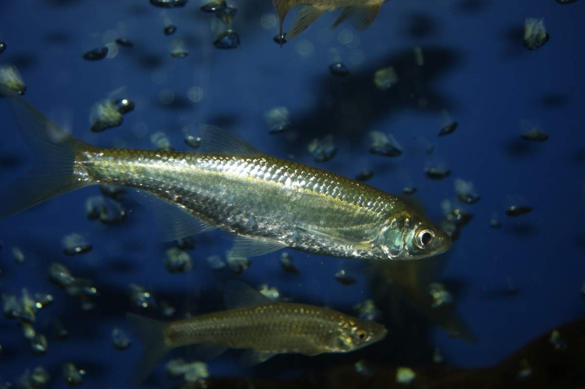 Рыбы азовского моря - названия видов, фото и описание — природа мира