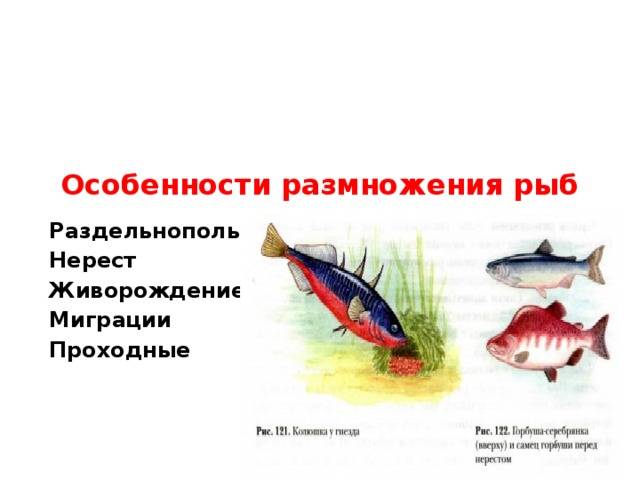 Размножение рыб. способы размножения.половая система рыб:как рыбы размножаются? строение, форма