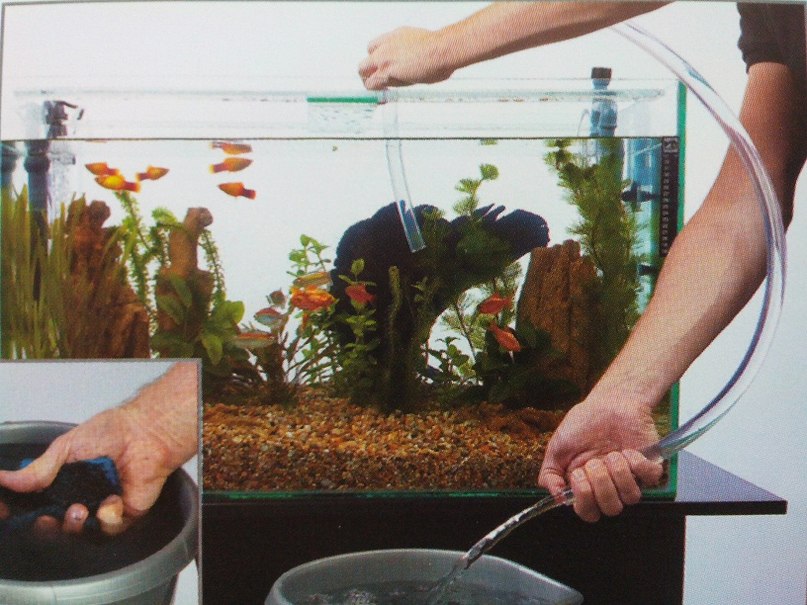 Как чистить аквариум правильно