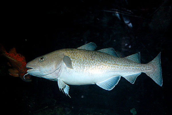 Рыба «сельдь атлантическая» фото и описание