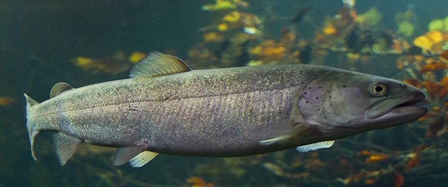 Семга — описание рыбы, места обитания, питание, нерест, полезные свойства + 91 фото