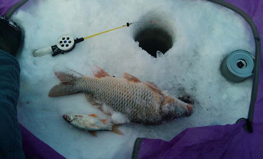 Ловля карпа зимой: зимние места обитания, лучшее время для рыбалки, на что клюёт и чем ловится