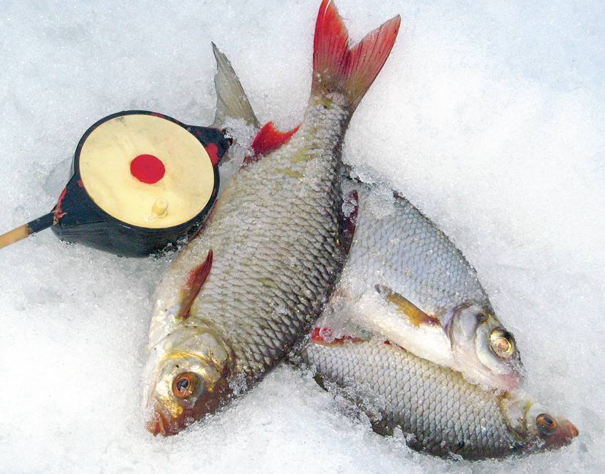 Как сделать снасть комбайн для зимней рыбалки и ловить на неё рыбу