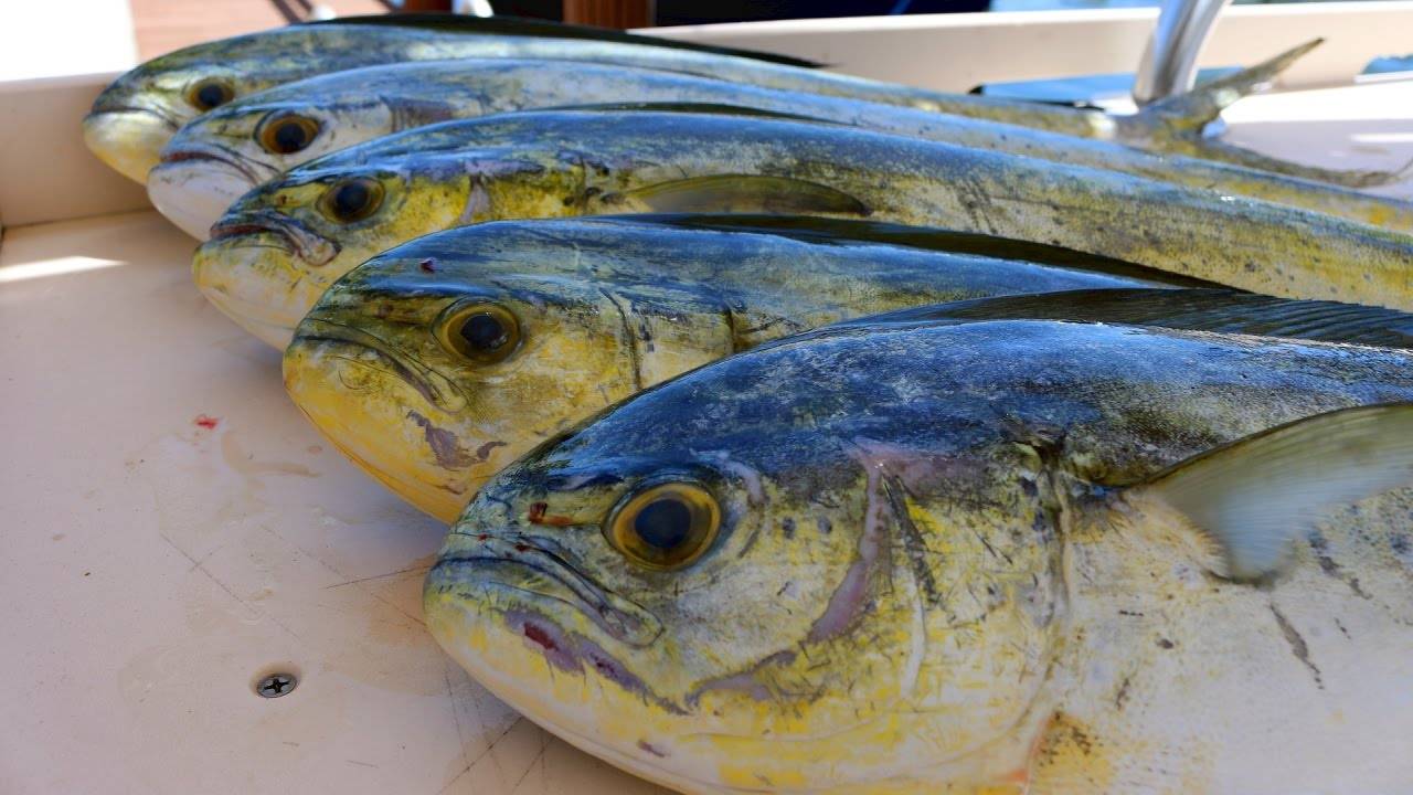 «морской окунь» или дорадо: какова польза и вред рыбы, где она водится?