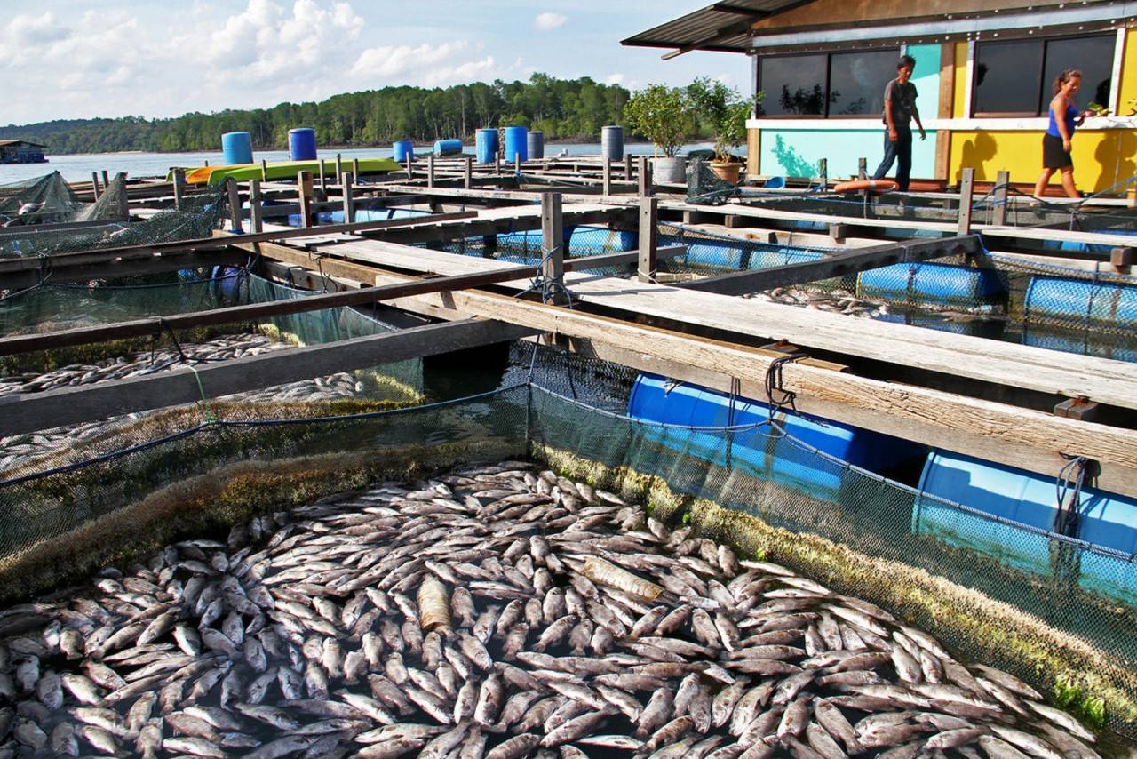 Разведение рыбы в искусственных водоемах: организация бизнеса, его регистрация + советы, как преуспеть при этом виде деятельности