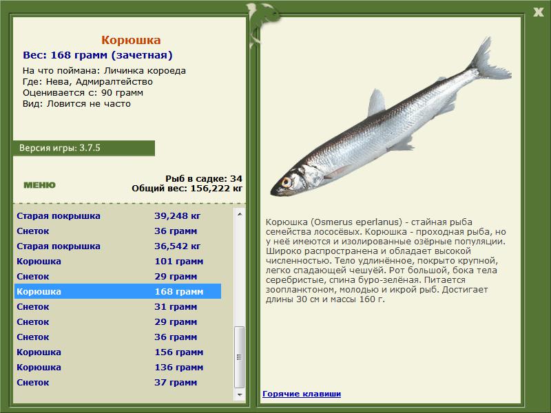 Рыба «сослик» фото и описание
