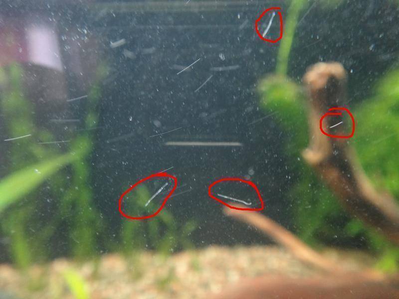Нематоды/маленькие белые черви и другие виды червей в аквариуме
