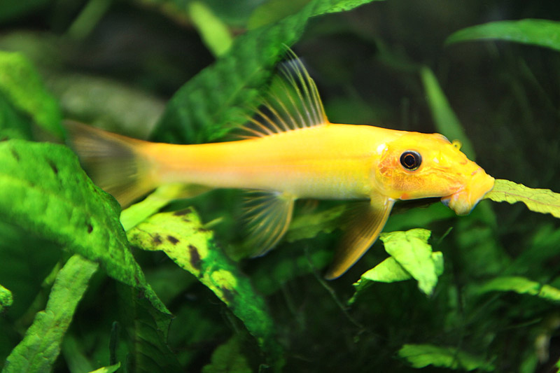 Гиринохейлус золотой, желтый - содержание с совместимость акваримной рыбки