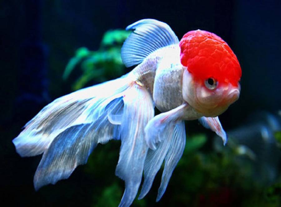 Рыбка красная шапочка (оранда, золотрая рыбка с красной головой): уход, условия содержания, размножение, фото, совместимость