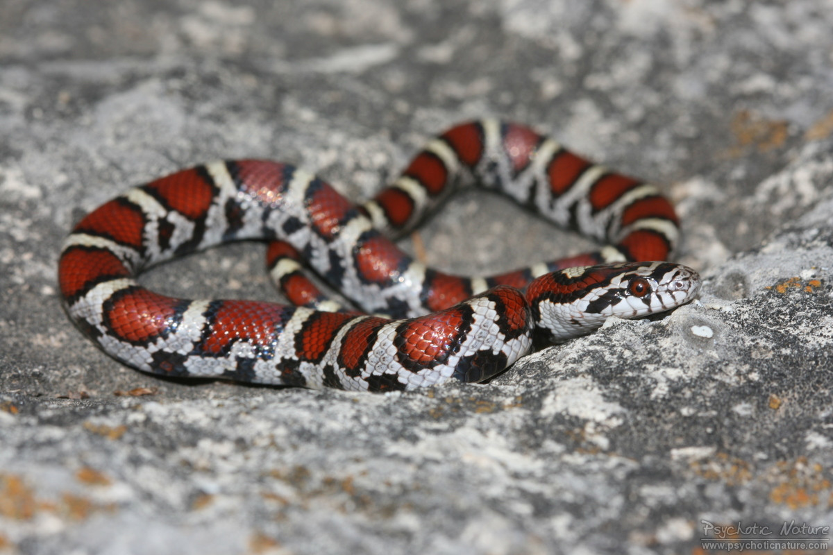 Молочная змея – вид, образ жизни, размножение, содержание и фото