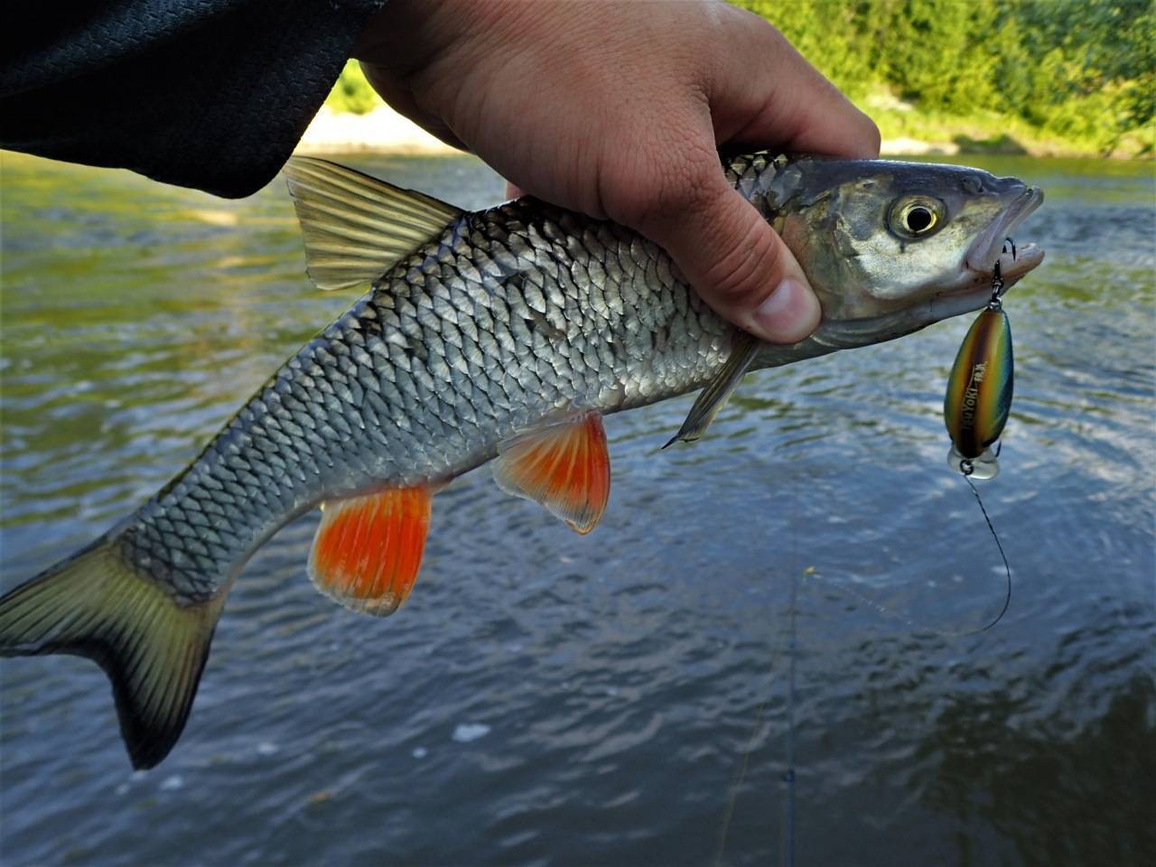 Ловля голавля на малых реках, как на них нужно искать рыбу