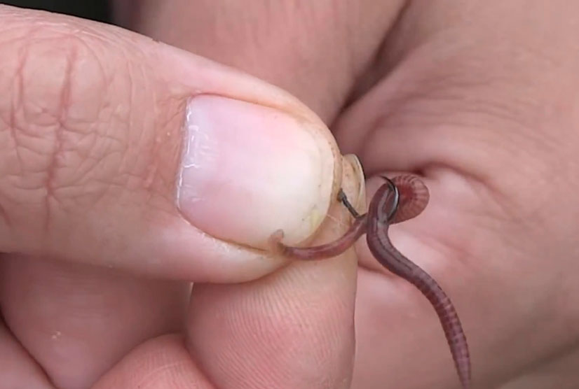 Как насадить червя на крючок и сделать это правильно? насадка на карася, леща, карпа и силиконового червя