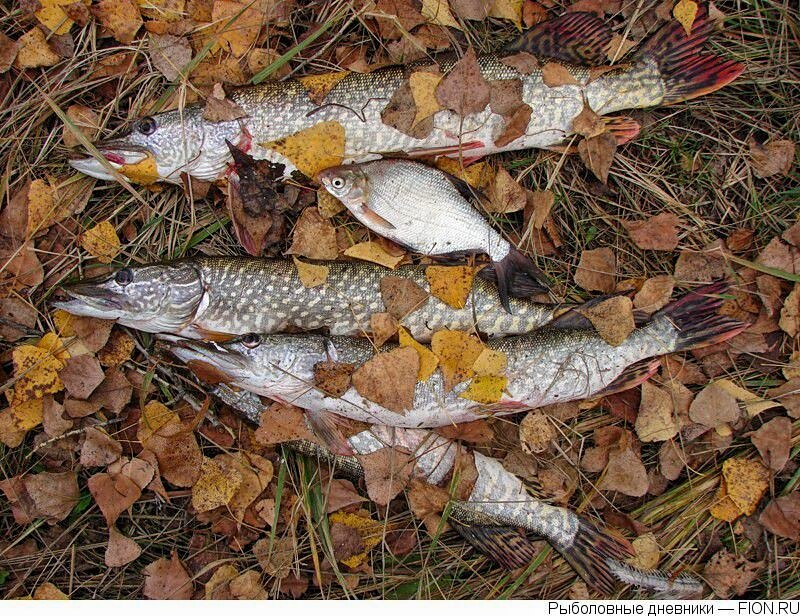 Ловля на поплавочную удочку осенью: рыбалка осенью на поплавок на реке, как оснастить осенний поплавок