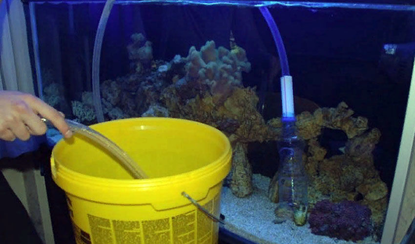 Как чистить аквариум в домашних условиях и как часто? | советы laguna