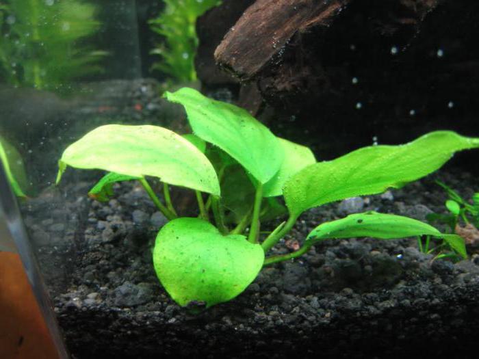 Анубиас аквариумное растение: виды, содержание, как посадить