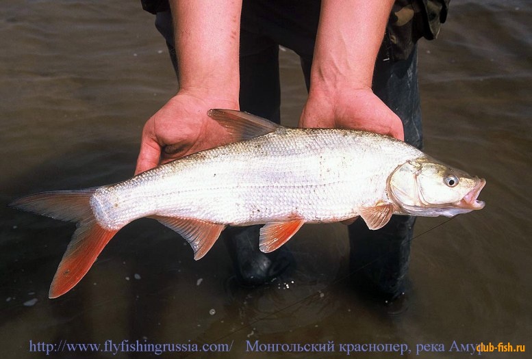 Рыба «Краснопёр монгольский» фото и описание