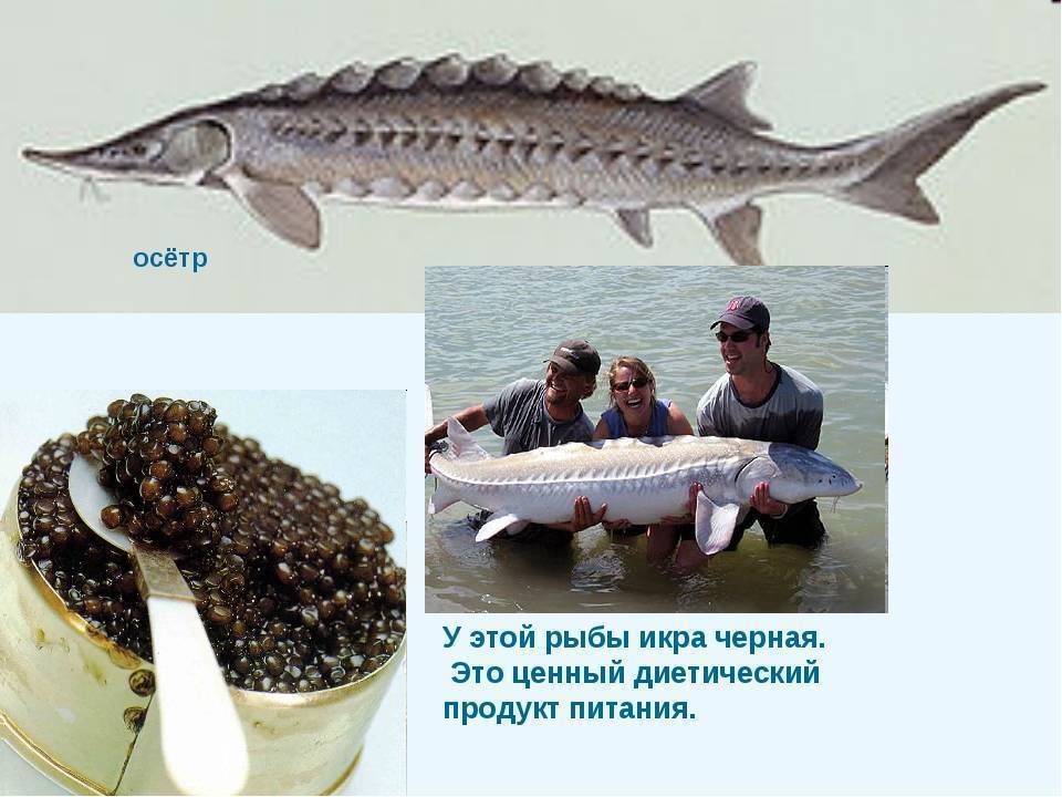 Рыба белуга: самая крупная из всех пресноводных рыб