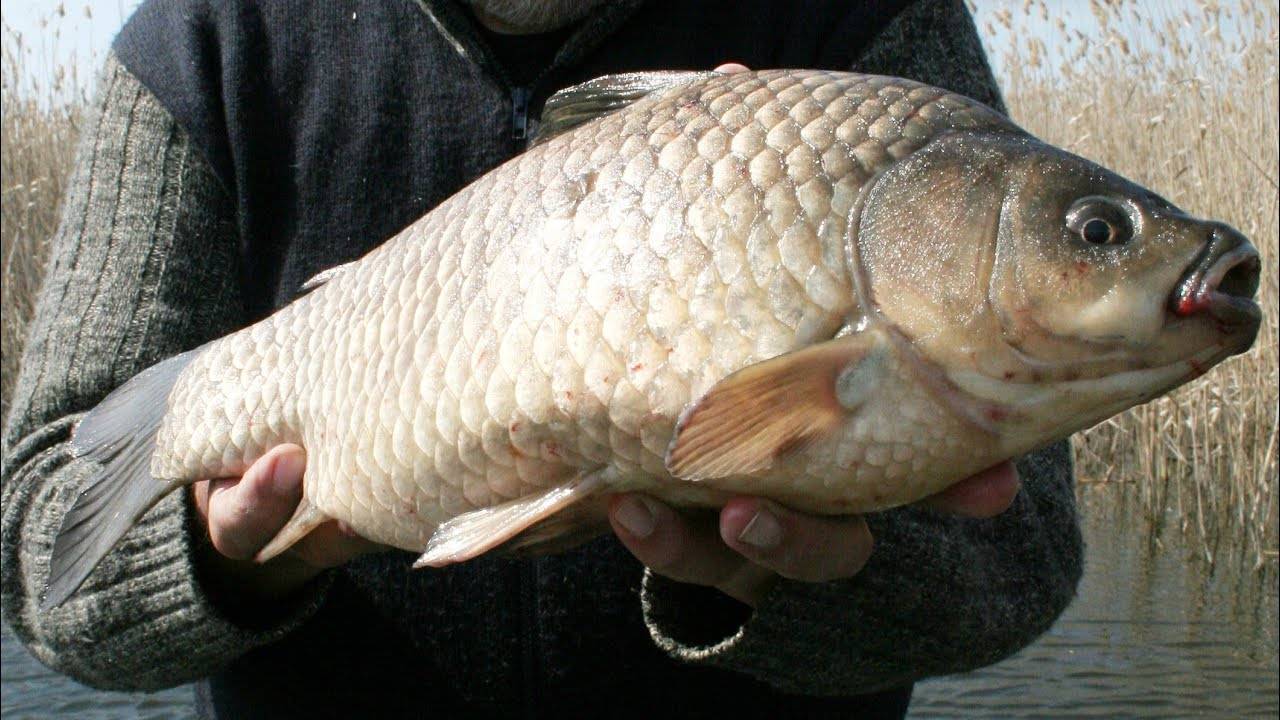 Рыба буффало: подвиды и значение в промышленном рыбоводстве