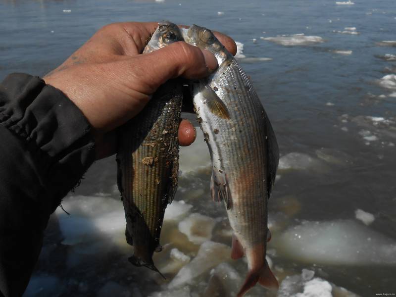 Ловля хариуса зимой (видео) | 10 рыб с одной лунки