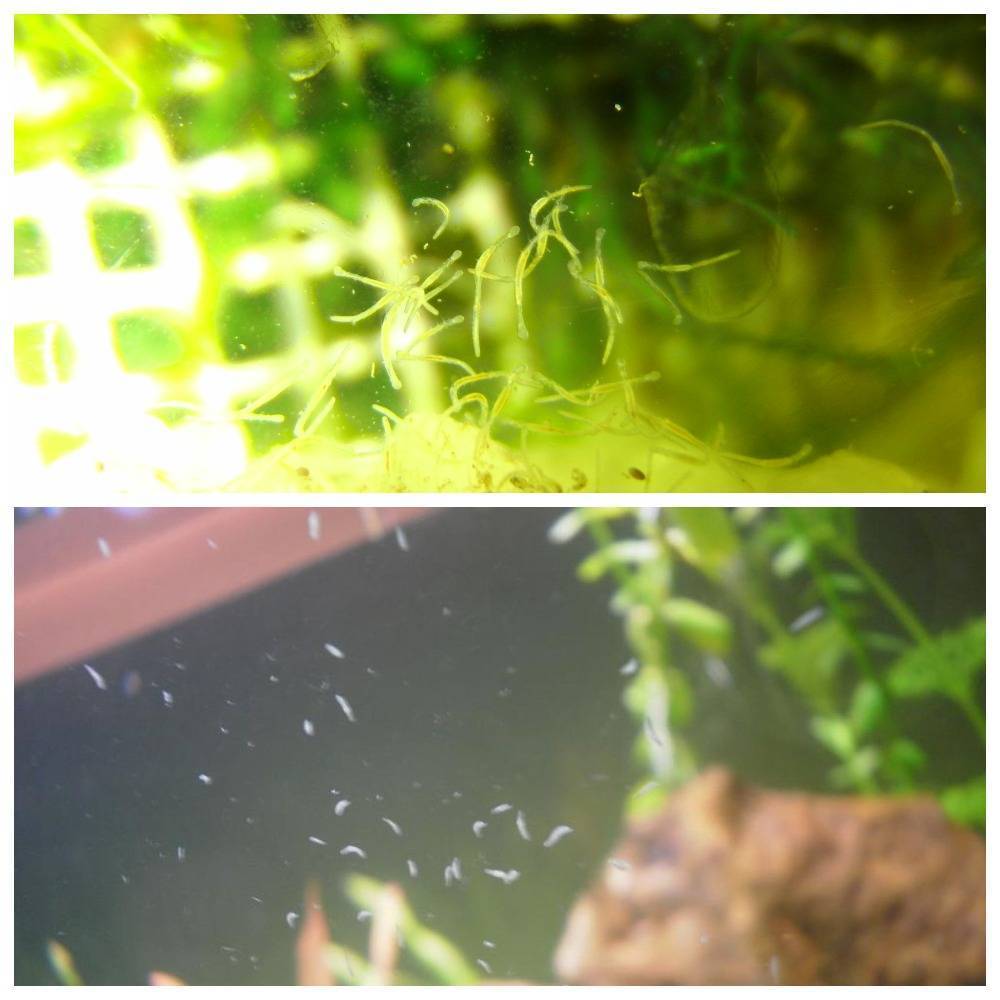Паразиты в воде: черви, живущие в воде и под водой