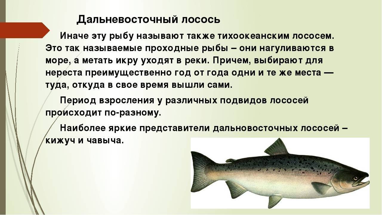 Лососевые рыбы: какие относятся к этому семейству, как называются и где можно ловить