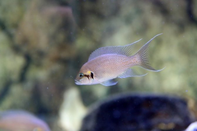 Аквариумная рыбка принцесса бурунди: фото, содержание и кормление, размножение и разведение.