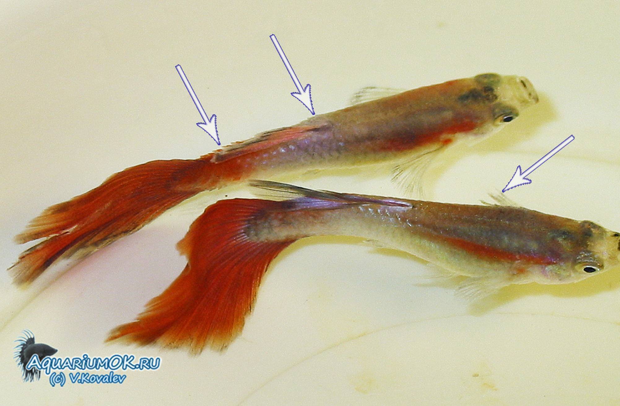Болезни аквариумных рыб: лечение,описание,фото,симптомы,видео