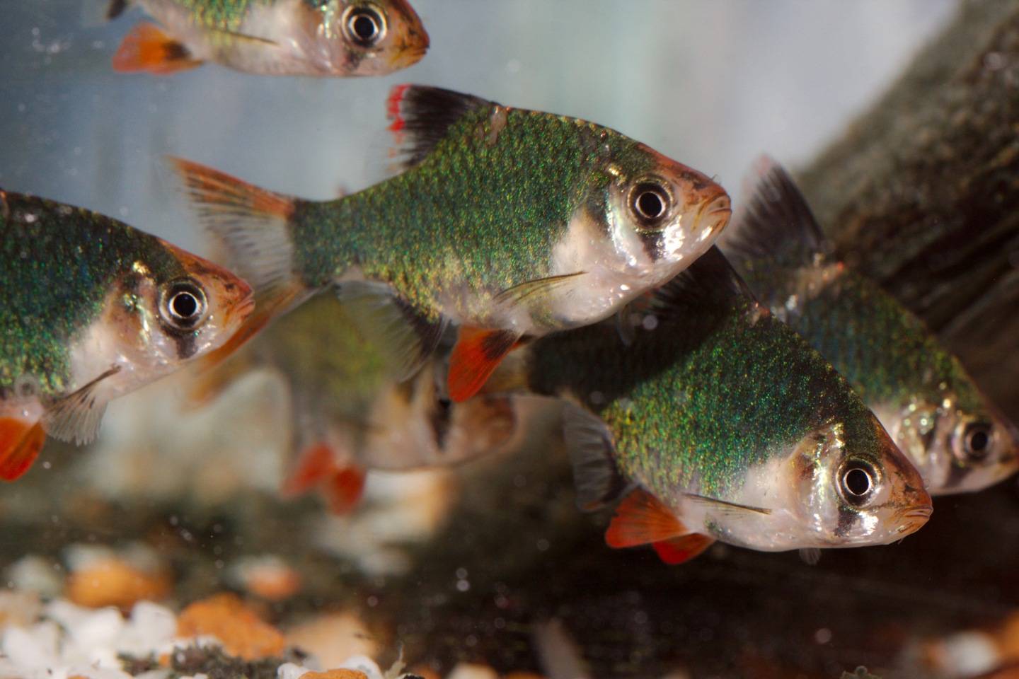 Барбус мшистый (мутант): содержание, как отличить самку от самца, совместимость с другими рыбками, а также правила размножения фото этого вида
