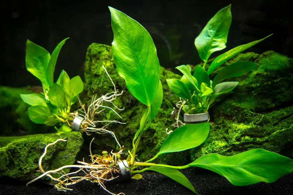 Анубиас, аквариумное растение , содержание ,уход, фото