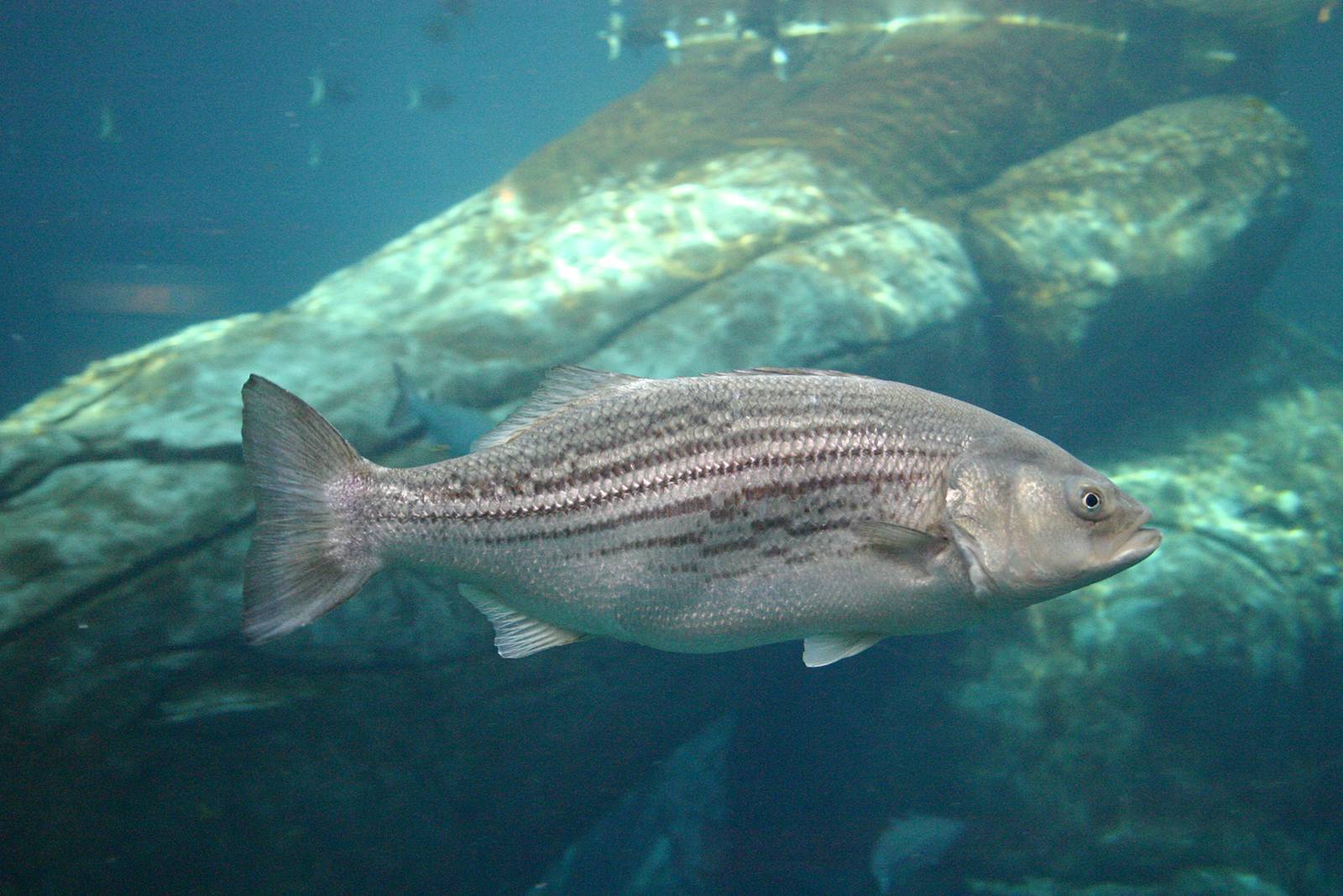 Рыба "басс белый" фото и описание.
