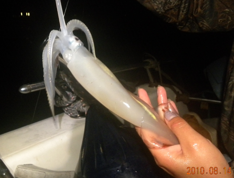 Кальмары и каракатицы как наживка для морской рыбалки